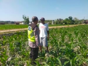 Polsek Ngraho Intensifkan Pendampingan Petani Jagung untuk Perkuat Ketahanan Pangan